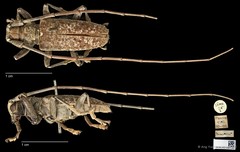 Acalolepta (Dihammus) rusticatrix•&copy; Ang Yuchen•CC BY 4.0