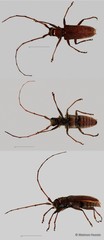 Acalolepta (Dihammus) rusticatrix•&copy; Maimon Hussin•All Rights Reserved