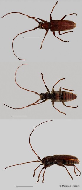 Acalolepta (Dihammus) rusticatrix•&copy; Maimon Hussin•All Rights Reserved