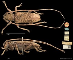 Acalolepta (Acalolepta) tarsalis•&copy; Ang Yuchen•CC BY 4.0