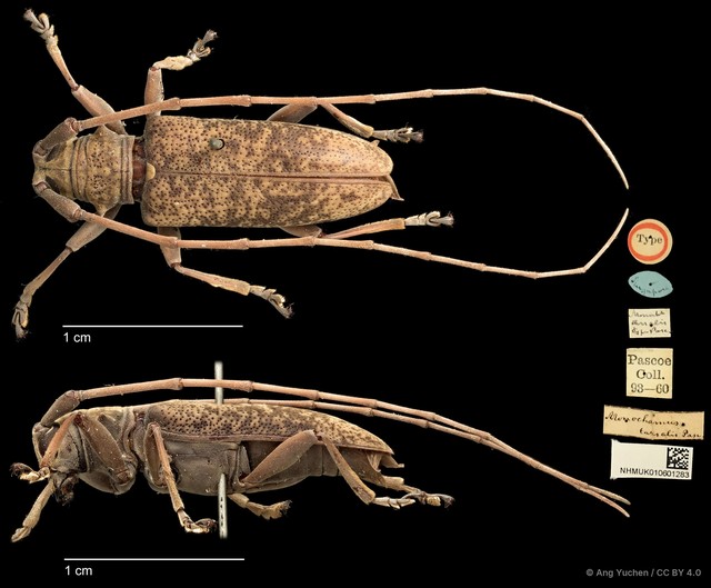 Acalolepta (Acalolepta) tarsalis•&copy; Ang Yuchen•CC BY 4.0