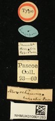Acalolepta (Acalolepta) tarsalis•All Rights ReservedMuseum Label