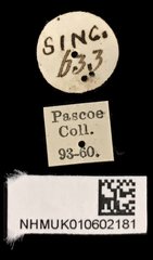 Aeolesthes aurifaber•All Rights ReservedMuseum Label