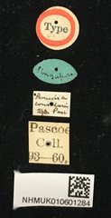 Amechana nobilis•All Rights ReservedMuseum Label