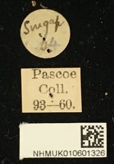 Anancylus griseatus•All Rights ReservedMuseum Label