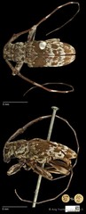 Anancylus socius•&copy; Ang Yuchen•CC BY 4.0