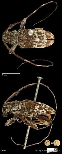 Anancylus socius•&copy; Ang Yuchen•CC BY 4.0