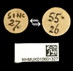 Anancylus socius•All Rights ReservedMuseum Label