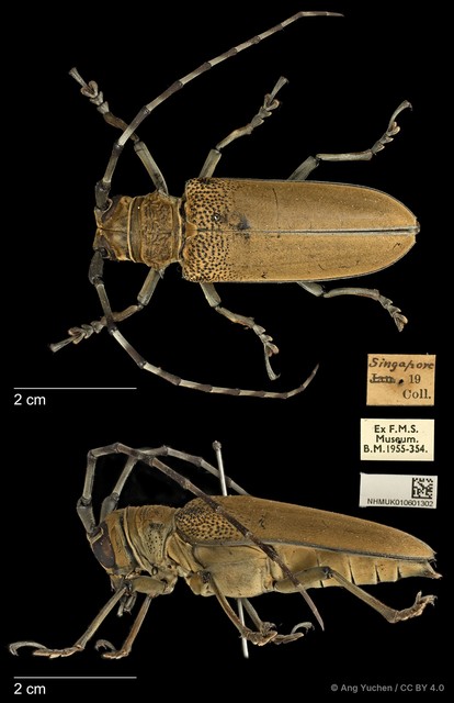 Apriona flavescens•&copy; Ang Yuchen•CC BY 4.0