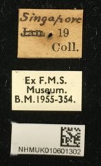 Apriona flavescens•All Rights ReservedMuseum Label