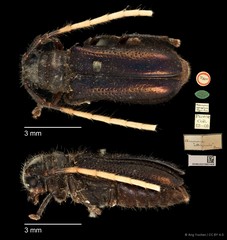 Bacchisa albicornis•&copy; Ang Yuchen•CC BY 4.0