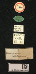 Bacchisa albicornis•All Rights ReservedMuseum Label