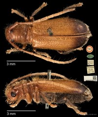 Bacchisa melanura•&copy; Ang Yuchen•CC BY 4.0
