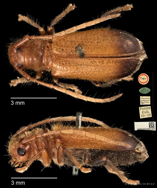 Bacchisa melanura•&copy; Ang Yuchen•CC BY 4.0