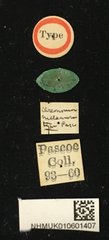 Bacchisa melanura•All Rights ReservedMuseum Label