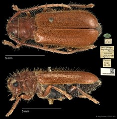 Bacchisa nigriventris•&copy; Ang Yuchen•CC BY 4.0
