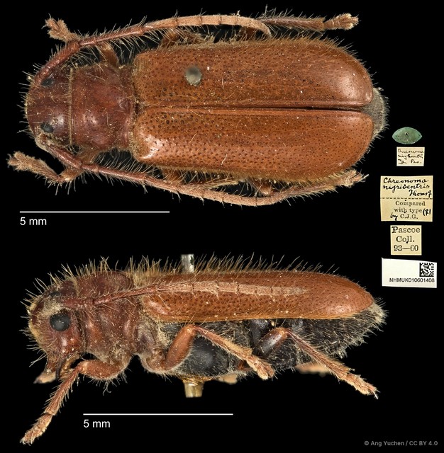 Bacchisa nigriventris•&copy; Ang Yuchen•CC BY 4.0