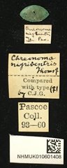Bacchisa nigriventris•All Rights ReservedMuseum Label
