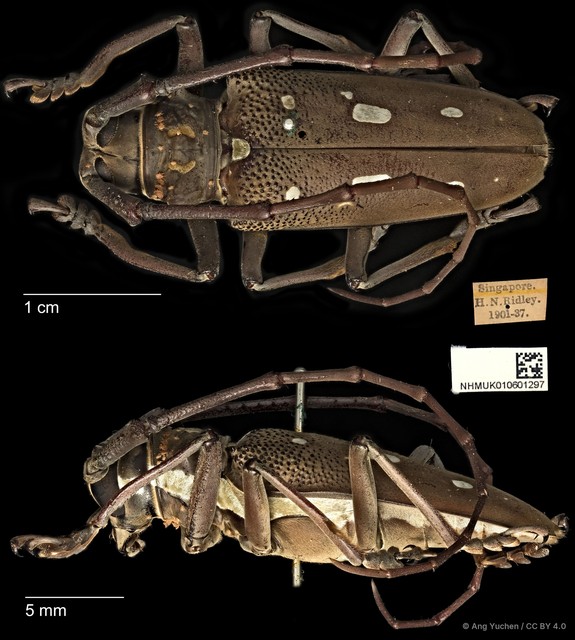 Batocera rubus•&copy; Ang Yuchen•CC BY 4.0