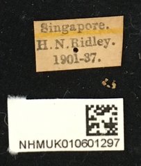 Batocera rubus•All Rights ReservedMuseum Label