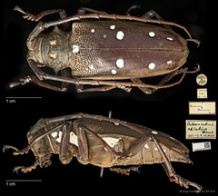 Batocera rubus•&copy; Ang Yuchen•CC BY 4.0