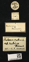 Batocera rubus•All Rights ReservedMuseum Label