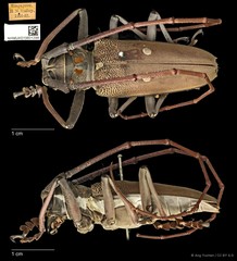 Batocera thomsonii•&copy; Ang Yuchen•CC BY 4.0
