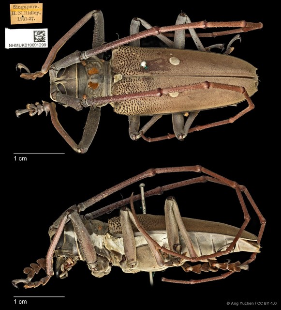 Batocera thomsonii•&copy; Ang Yuchen•CC BY 4.0
