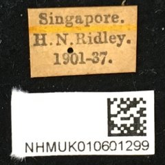 Batocera thomsonii•All Rights ReservedMuseum Label