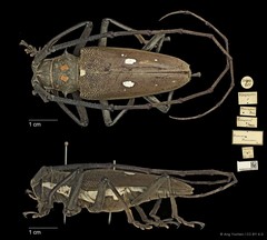 Batocera thomsonii•&copy; Ang Yuchen•CC BY 4.0