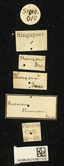 Batocera thomsonii•All Rights ReservedMuseum Label
