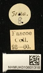 Cacia (Cacia) confusa•All Rights ReservedMuseum Label