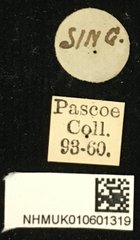 Cacia (Cacia) confusa•All Rights ReservedMuseum Label