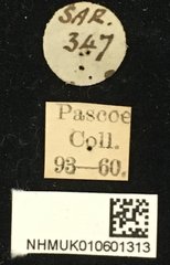 Cacia inculta inculta•All Rights ReservedMuseum Label