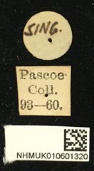 Cacia inculta inspinosa•All Rights ReservedMuseum Label