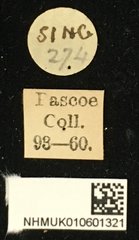 Cacia inculta inspinosa•All Rights ReservedMuseum Label