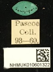 Cacia newmanni•All Rights ReservedMuseum Label