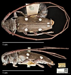Cereopsius sexnotatus•&copy; Ang Yuchen•CC BY 4.0
