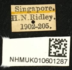 Cereopsius sexnotatus•All Rights ReservedMuseum Label