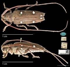 Cereopsius sexnotatus•&copy; Ang Yuchen•CC BY 4.0
