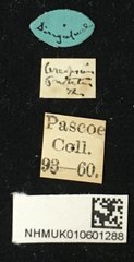 Cereopsius sexnotatus•All Rights ReservedMuseum Label