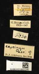 Chloridolum ceycinum•All Rights ReservedMuseum Label