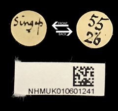 Chloridolum cinnyris•All Rights ReservedMuseum Label