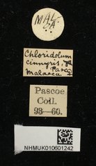 Chloridolum cinnyris•All Rights ReservedMuseum Label