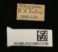 Chloridolum thomsoni•All Rights ReservedMuseum Label