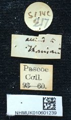 Chloridolum thomsoni•All Rights ReservedMuseum Label