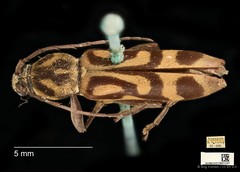 Chlorophorus annularis•&copy; Ang Yuchen•CC BY 4.0