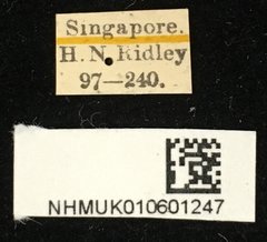 Chlorophorus annularis•All Rights ReservedMuseum Label