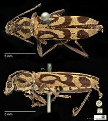 Chlorophorus annularis•&copy; Ang Yuchen•CC BY 4.0