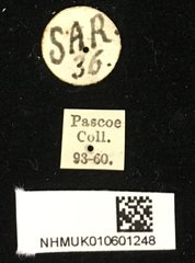 Chlorophorus annularis•All Rights ReservedMuseum Label